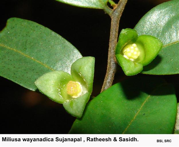 Miliusa wayanadica Sujanapal, Ratheesh & Sasidh